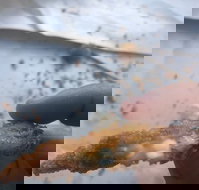 Wild Local Prawns - Dalby Accommodation