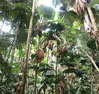 Spirits of Daintree - Dalby Accommodation