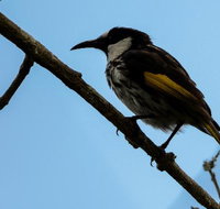 Ivy Cottage - Dalby Accommodation