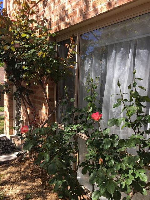 Finches Canberra - Dalby Accommodation 30