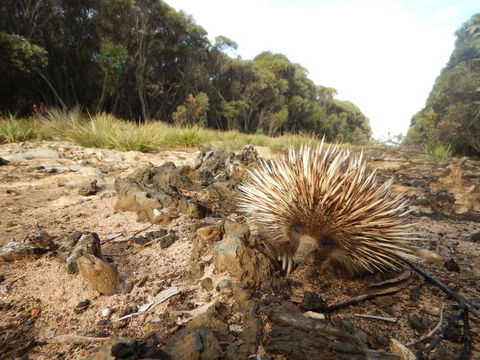 Kangaroo Island Wilderness Retreat - Dalby Accommodation 20