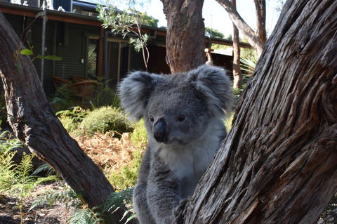 Kangaroo Island Wilderness Retreat - Dalby Accommodation 6