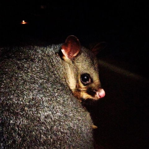 Kangaroo Island Wilderness Retreat - Dalby Accommodation 36