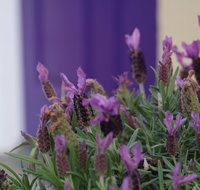 The Purple Door on Seaview - Dalby Accommodation