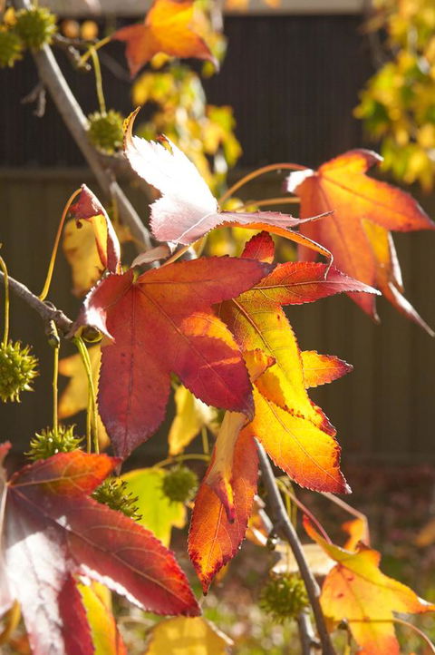 Motel Mount Gambier - Dalby Accommodation 22