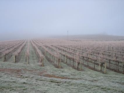 Vineyard Cottage BnB - Dalby Accommodation 12
