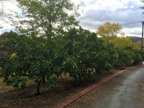 Vineyard Cottage BnB - Dalby Accommodation 11