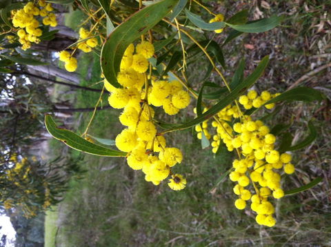 Clare Valley Cabins - Dalby Accommodation 31