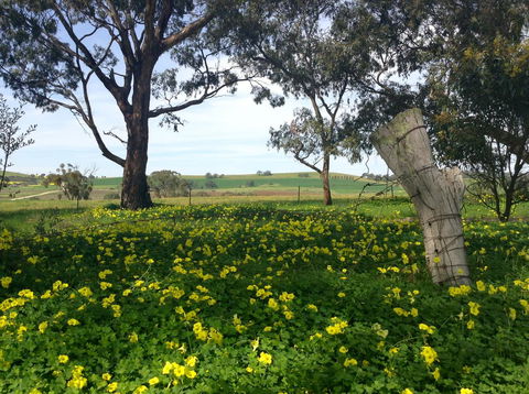 Clare Valley Cabins - Dalby Accommodation 14