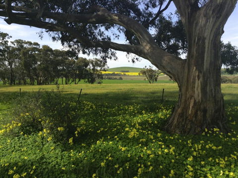 Clare Valley Cabins - Dalby Accommodation 1