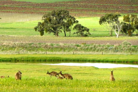 Clare Valley Cabins - Dalby Accommodation 35