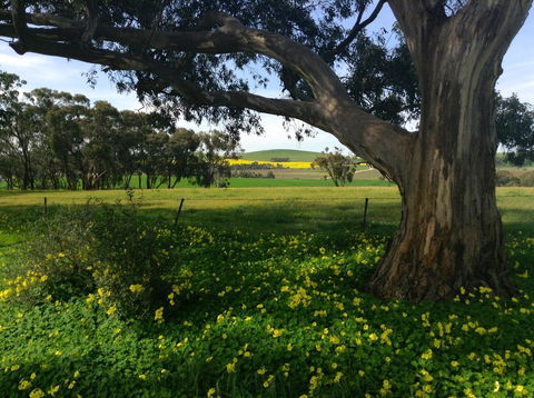 Clare Valley Cabins - Dalby Accommodation 21