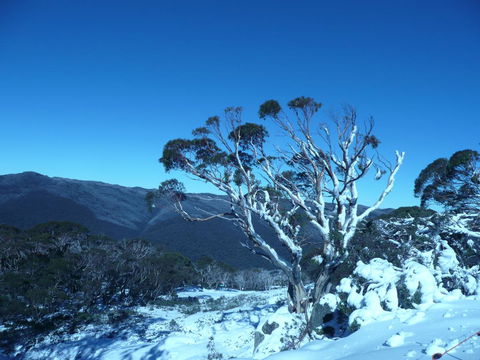 CHILL-OUT - Thredbo - Dalby Accommodation 33