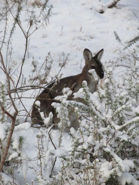 CHILL-OUT - Thredbo - Dalby Accommodation 3
