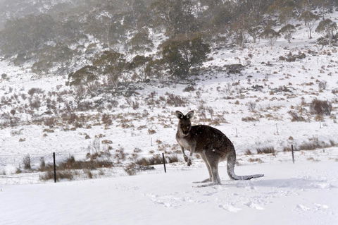 CHILL-OUT - Thredbo - Dalby Accommodation 27
