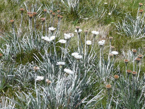 CHILL-OUT - Thredbo - Dalby Accommodation 36