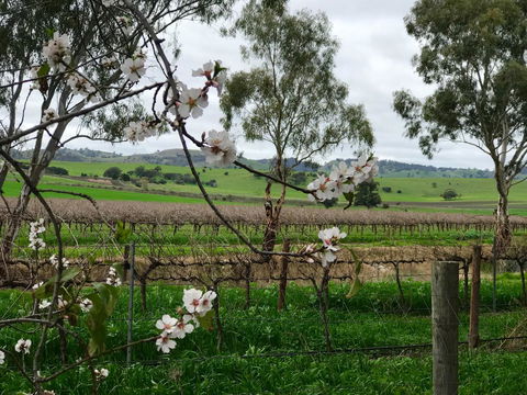 Jasmine\'s Barossa Valley Cottage - Dalby Accommodation 20