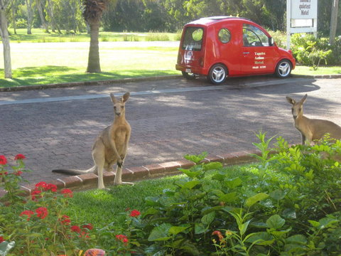 Aston Motel Yamba - Dalby Accommodation 6