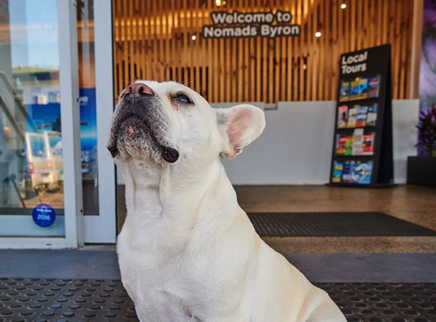 Nomads Byron Bay Backpackers - Dalby Accommodation 22