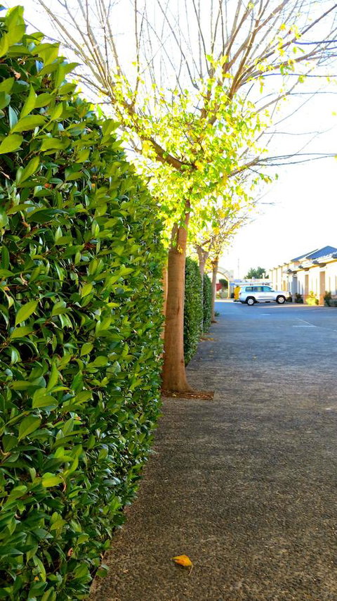 Best Western Plus Goulburn - Dalby Accommodation 37