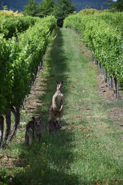 Borrodell Vineyard - Dalby Accommodation 31