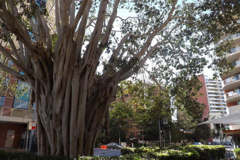 Fiori Apartments - Dalby Accommodation 29