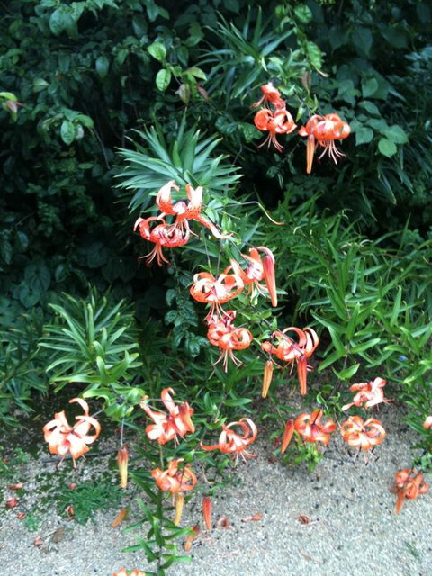 Warriwillah - Millthorpe's Country Motel - Dalby Accommodation 5