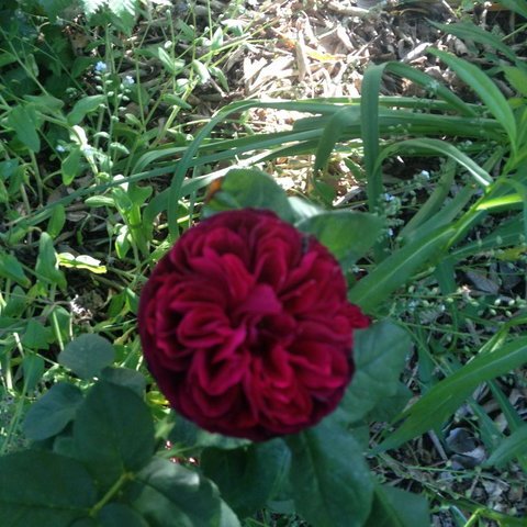 Warriwillah - Millthorpe's Country Motel - Dalby Accommodation 13