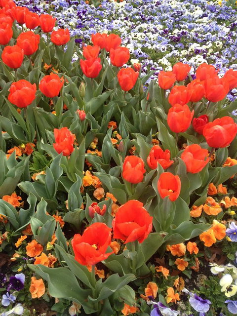 Warriwillah - Millthorpe's Country Motel - Dalby Accommodation 4