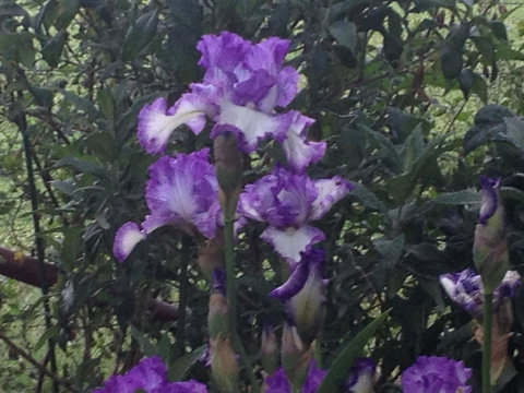 Warriwillah - Millthorpe's Country Motel - Dalby Accommodation 8