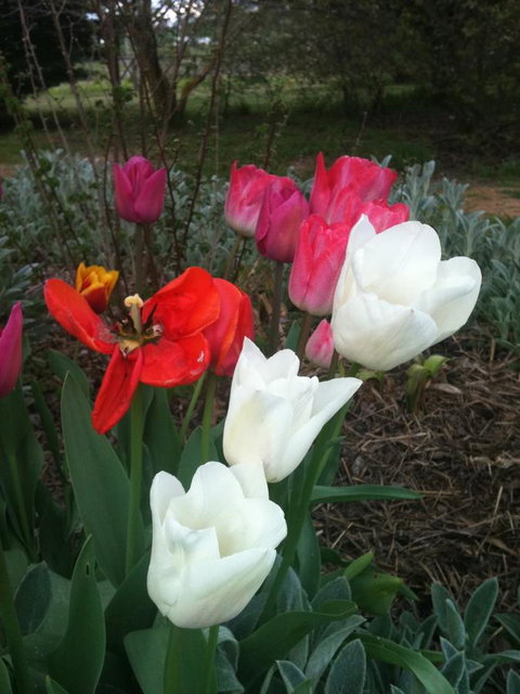 Warriwillah - Millthorpe's Country Motel - Dalby Accommodation 11