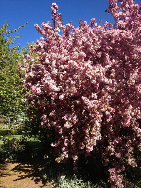 Warriwillah - Millthorpe's Country Motel - Dalby Accommodation 10