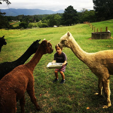 The Lodge Bellingen - Dalby Accommodation 44