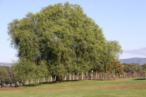 Adina Vineyard - Dalby Accommodation 17