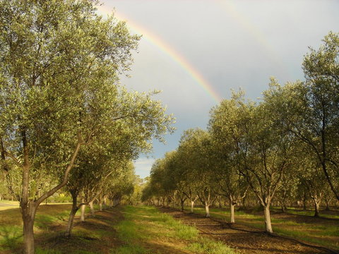 Adina Vineyard - Dalby Accommodation 19