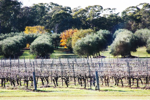 Adina Vineyard - Dalby Accommodation 15