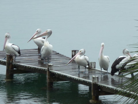 Pelican H2O One & Two Bedroom Apartments - Dalby Accommodation 6