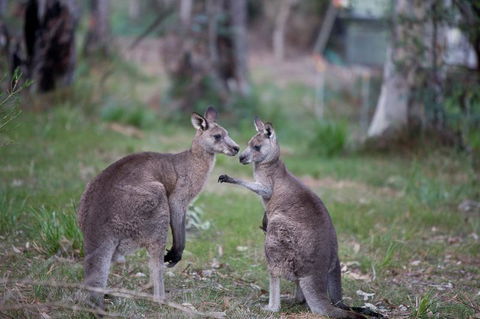 Bush & Bay Cottage - Dalby Accommodation 31
