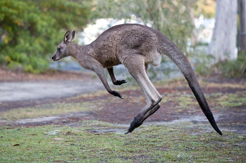 Bush & Bay Cottage - Dalby Accommodation 2