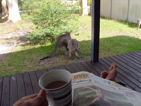 Bush & Bay Cottage - Dalby Accommodation 29