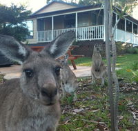 Bush  Bay Cottage - Dalby Accommodation