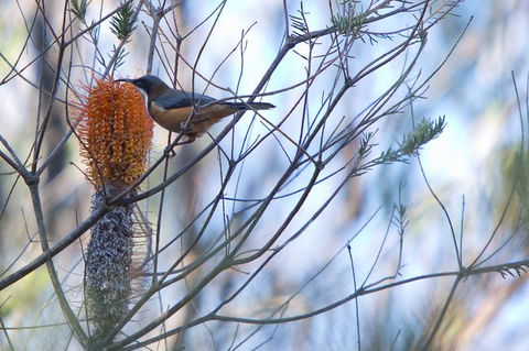Bush & Bay Cottage - Dalby Accommodation 32