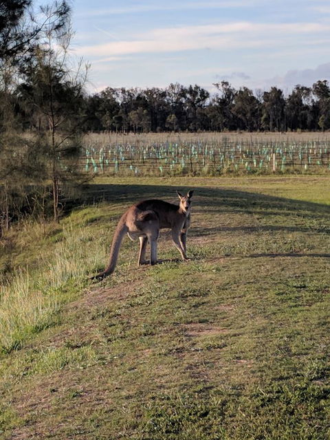 Madigan Wine Country Cottages - Dalby Accommodation 7