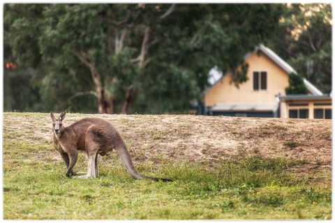 Madigan Wine Country Cottages - Dalby Accommodation 4