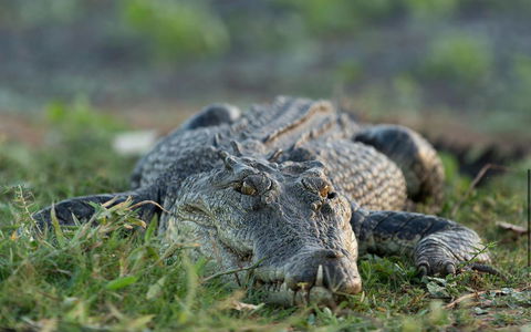 Wildman Wilderness Lodge - Dalby Accommodation 24