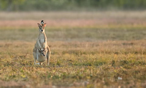 Wildman Wilderness Lodge - Dalby Accommodation 25