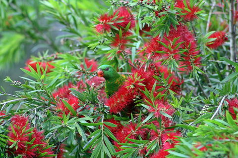 Bottlebrush B & B - Dalby Accommodation 0