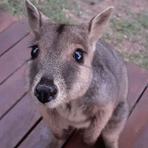 Camp Kanga - Dalby Accommodation 3