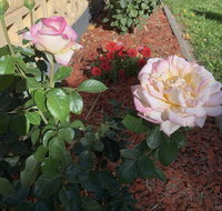 Central Tranquility - Dalby Accommodation