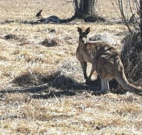 Clansman Motel - Dalby Accommodation